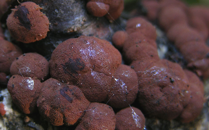 Hypoxylon fragiforme...howeianum....